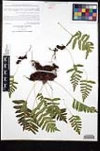Polypodium californicum image
