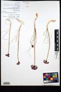 Allium haematochiton image