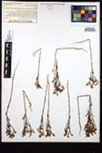 Amblyopappus pusillus image