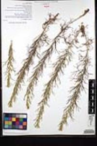 Artemisia californica image
