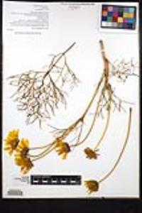 Coreopsis gigantea image