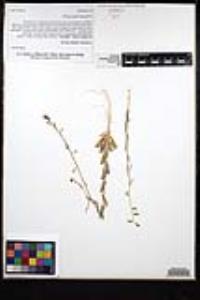 Caulanthus simulans image