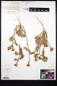 Dithyrea californica image