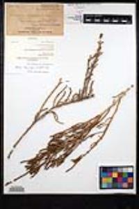 Sarcocornia pacifica image