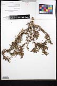 Euphorbia misera image