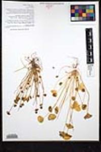 Claytonia perfoliata image