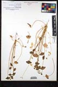 Claytonia perfoliata image