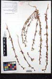 Camissoniopsis robusta image