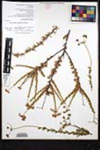 Eriogonum fasciculatum image