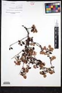Ceanothus tomentosus image