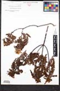 Chamaebatia australis image