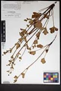 Sanicula crassicaulis image