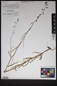 Caulanthus heterophyllus image