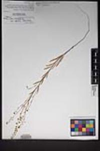 Thysanocarpus curvipes subsp. eradiatus image