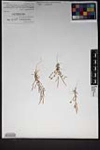 Tropidocarpum gracile image