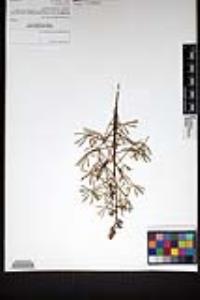 Lupinus truncatus image