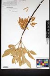 Fraxinus velutina image