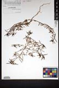Camissonia strigulosa image