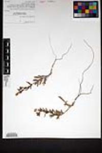 Camissoniopsis hirtella image