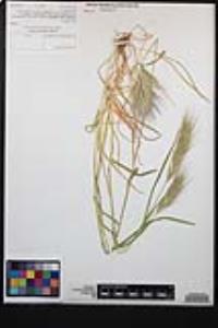 Bromus rubens image