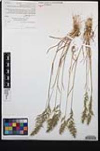 Poa bulbosa image