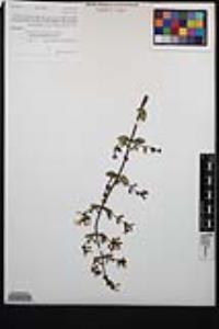 Lonicera subspicata image