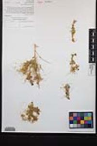 Cuscuta psorothamnensis image