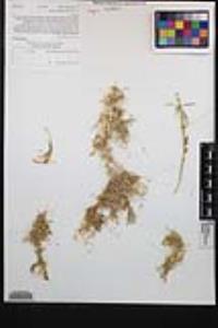 Cuscuta psorothamnensis image