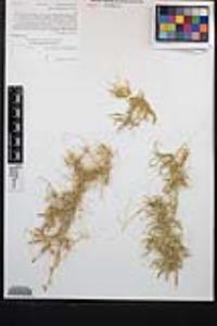 Cuscuta psorothamnensis image