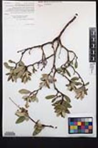 Comarostaphylis diversifolia subsp. diversifolia image