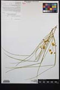 Parkinsonia aculeata image