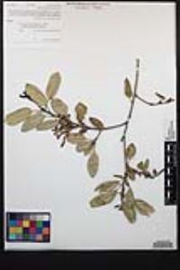 Quercus agrifolia image