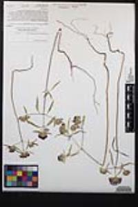 Monardella breweri var. lanceolata image