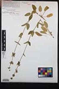 Stachys rigida image