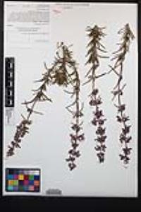 Trichostema parishii image