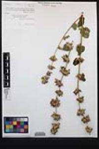 Malacothamnus fasciculatus var. fasciculatus image