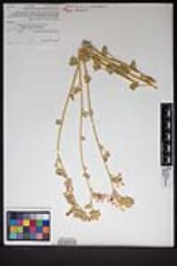 Sphaeralcea ambigua image
