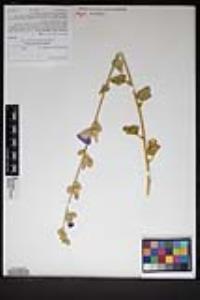 Sphaeralcea ambigua image
