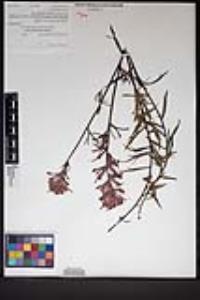 Castilleja affinis image