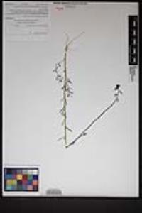 Nuttallanthus texanus image