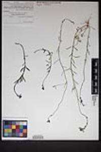 Nuttallanthus texanus image
