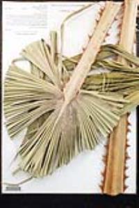 Washingtonia robusta image