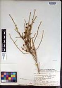 Ephedra nevadensis image