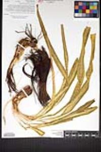 Chlorogalum pomeridianum image
