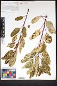 Malosma laurina image