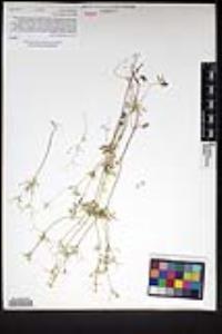 Apiastrum angustifolium image