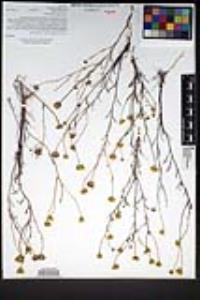Chaenactis glabriuscula var. glabriuscula image