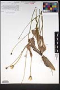 Hypochaeris glabra image