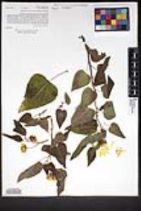 Venegasia carpesioides image