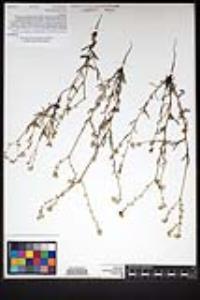 Cryptantha intermedia image